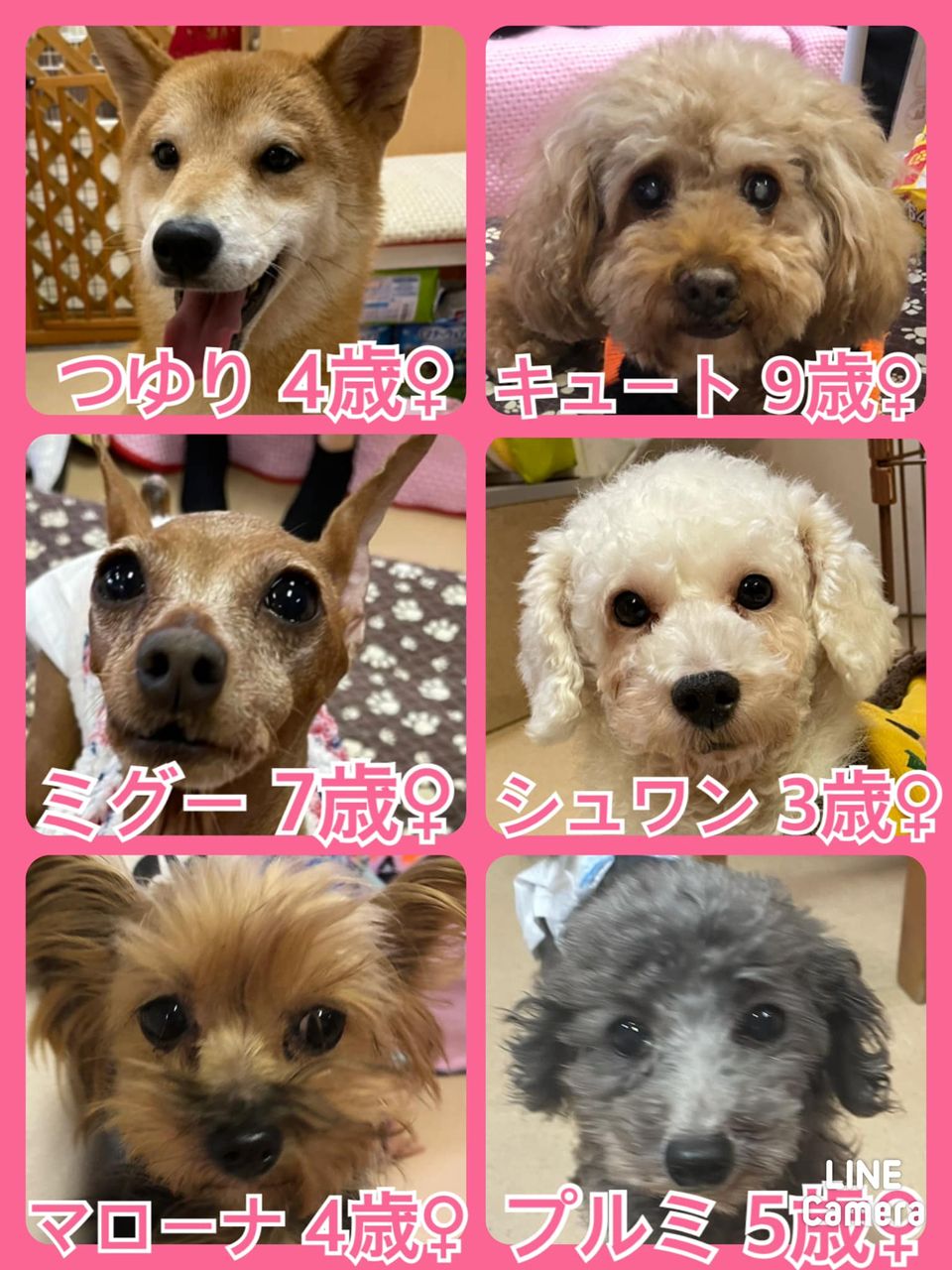 🐾今日の里親様募集中ワンコ🐶メンバーです🐾2021,12,7【保護犬カフェ天神橋店】